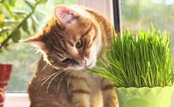Ученые выяснили, зачем кошки едят траву