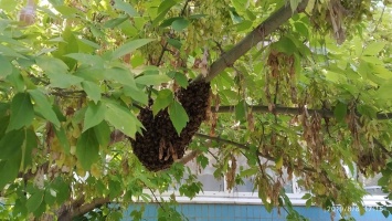 В Днепре огромный рой пчел обосновался в детском саду
