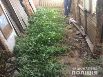 На Николавщине поймали наркомана, который выращивал коноплю сразу на двух участках