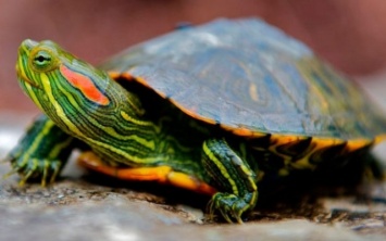 На Днепропетровщине заводчики выбросили экзотических черепах