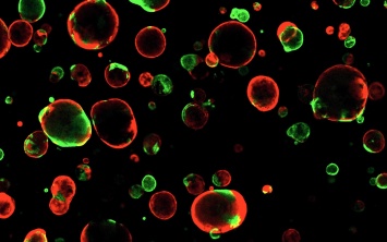 Ученые вырастили «органоида-киборга» из стволовых клеток