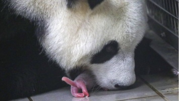 В бельгийском зоопарке большая панда родила близняшек (фото)