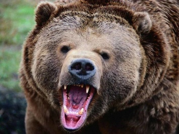 В РФ закрыли популярный туристический маршрут из-за агрессивных медведей