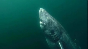 В Гренландии нашли древнюю акулу, которой исполнилось 500 лет. Фото