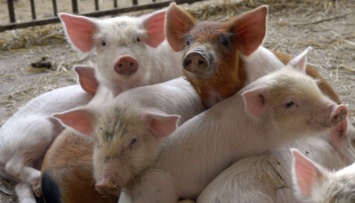 Из-за АЧС Северная Македония запретила импорт свинины из Сербии