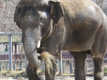 Фотофакт: слон в Киевском зоопарке получил необычный подарок