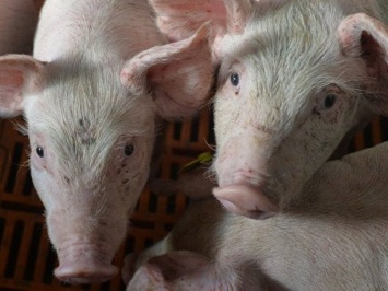 В Хабаровском крае ждут прихода африканской чумы свиней