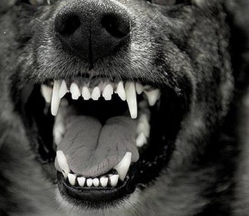 Южноукраинцев предупредили: по городу бродит бешеная собака, покусавшая женщину