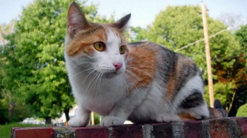 Город в Бельгии ввел строгие правила кормления уличных котов