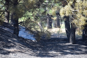 На Николаевщине горела хвойная подстилка в Балабановском лесу
