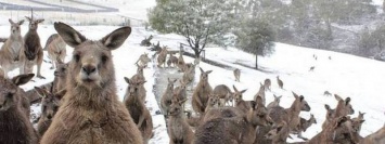 Снег в Австралии, измерение давления с помощью селфи и новая должность Андрея Богдана: ТОП новостей дня