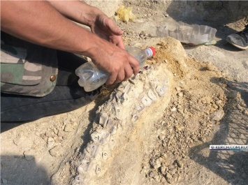 Под Керчью нашли останки кита-цитатерия возрастом 10 миллионов лет