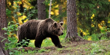 В Комсомольске-на-Амуре медведь похитил покойника и утащил в лес