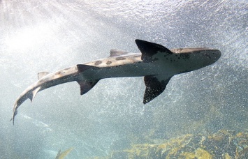 Ученые обнаружили флуоресцентные эффект на коже акул