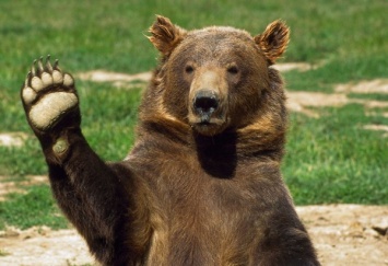 В России дикий медведь украл с кладбища тело покойника
