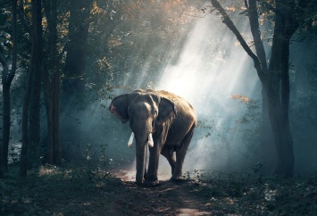 Ученые выяснили, что слоны помогают лесам накапливать биомассу