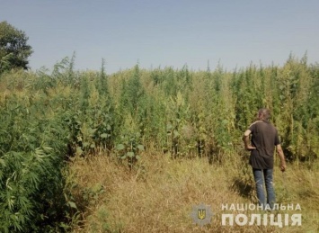На Днепропетровщине нашли наркотики в кукурузном поле, - ФОТО