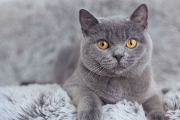 Пенсионеры из Илларионово ищут хозяев для британских котов