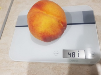 В Приазовском районе вырастили персик из «Книги рекордов Гиннеса»