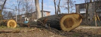 Куда обращаться жителям Днепра чтобы спилить аварийные деревья