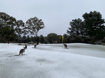 Холодная зима в Австралии: кенгуру резвятся в снегу (ВИДЕО)