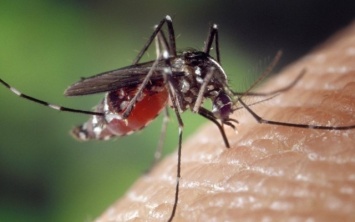 Что они скрывают: 6 секретов, которые помогут отпугнуть комаров