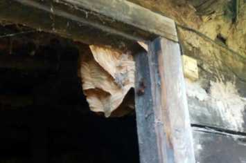 На Днепропетровщине спасатели убрали гнездо шершней из частного двора