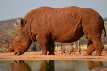 Под Винницей обнаружили кости носорога, это может переписать историю: археологи ошеломлены