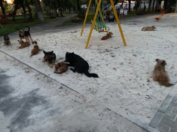 В Родинском бродячие собаки атакуют детские площадки