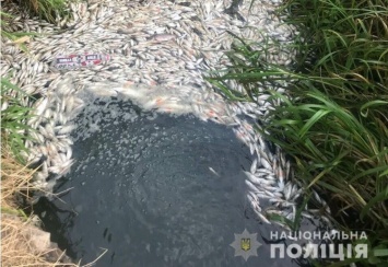Масштабный мор рыбы в Харькове: открыто уголовное дело