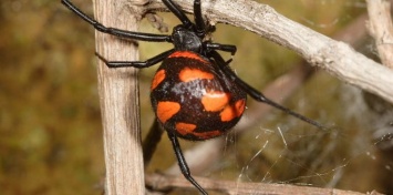 Житель Запорожья поймал в огороде смертельно опасного паука - видео