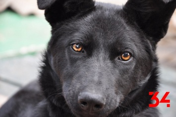 В Каменском служебная собака нашла пропавшего мальчика