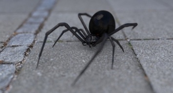 Смертельная опасность: в Запорожье найден паук-убийца (ВИДЕО)
