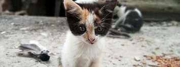 Подарите любовь и тепло: в Никополе котята ищут дом