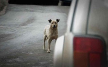Водителя, сбившего собаку на трассе Одесса-Николаев, оштрафовали