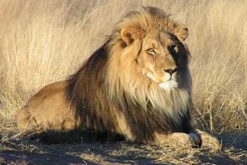Ученые подсчитали численность львов в Африке