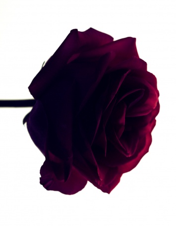 Лети, лепесток: 10 ароматов с нотой розы