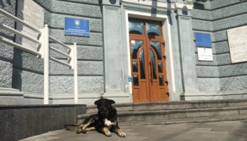 В Житомире сосчитали бездомных собак