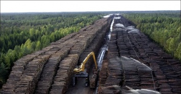Россия пожертвует своим лесом ради дружбы с Китаем