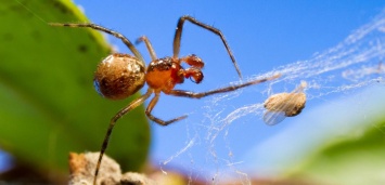 Nature: Глобальное потепление ведет к рождению агрессивных пауков