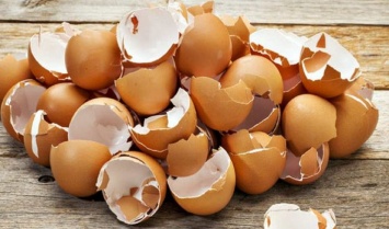 Почему нельзя выбрасывать яичную скорлупу: 5 важных причин