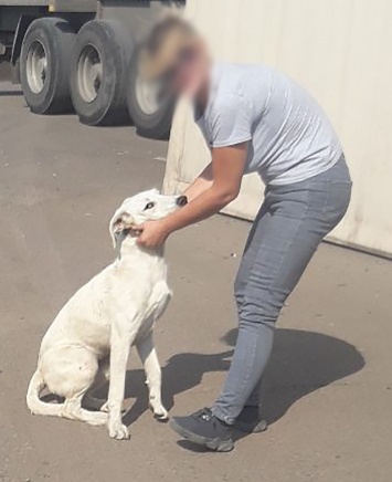 Одесский приют для животных похитил породистую собаку