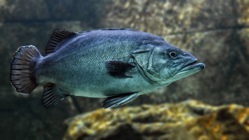 В притоке Днепра зафиксирован массовый мор рыбы