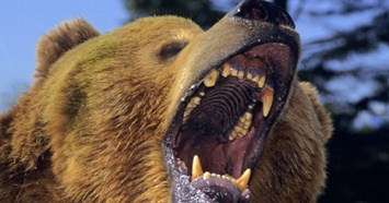 В Канаде медведь загрыз композитора