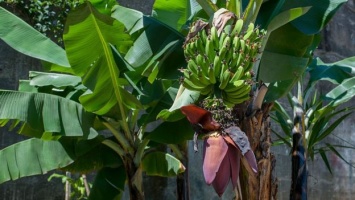 Мир останется без бананов? Смертельный для них грибок добрался до Латинской Америки