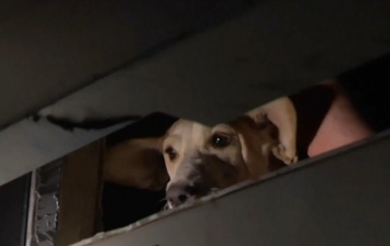 Во Львове на полдня в лифте застряли четверо людей и собака