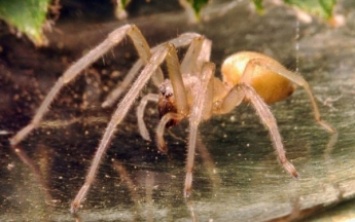 Жителей Запорожской области покусал один из самых ядовитых пауков на планете (ФОТО)