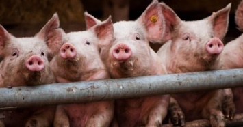 Вспышка АЧС в Украине: за неделю зафиксировали 4 массовых случая чумы свиней
