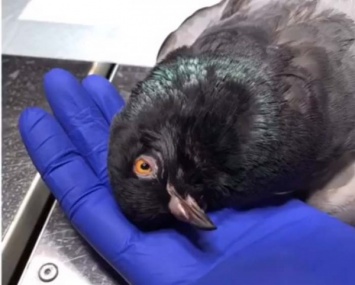 В ветклинике Днепра сделали сложную операцию голубю: птичка жива!