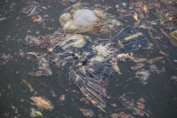 Мертвое озеро: в центральном парке Днепра массово гибнут птицы